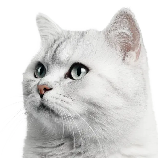 ひょっこり現れるペット4