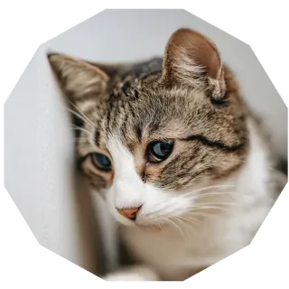 商品の価値が飼い主に伝わらないという悩みのイメージ画像