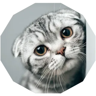 飼い主との関係構築ができないという悩みのイメージ画像
