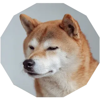 ペット業界の知見や人脈がないという悩みのイメージ画像