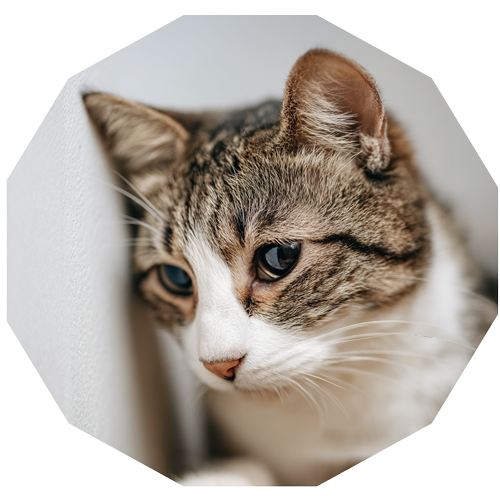 商品の価値が飼い主に伝わらないという悩みのイメージ画像